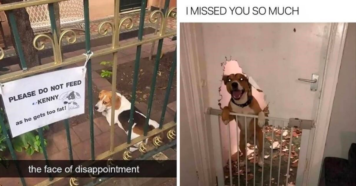 35 Hilarious Dog Posts That Prove How Life With Is A Never Ending Adventure