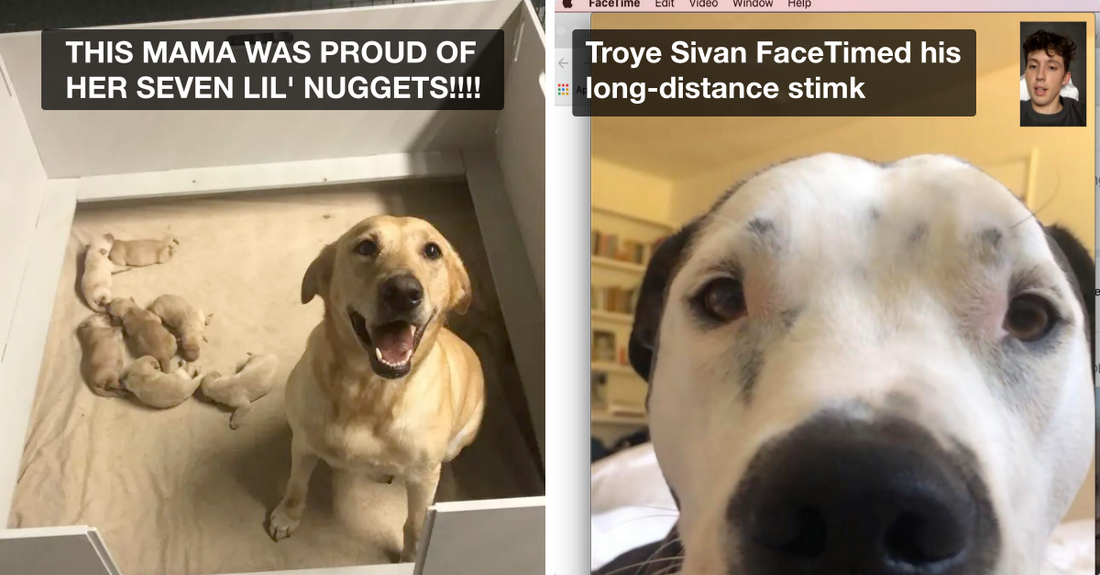 10 Heart-Warming Doggo Posts That Prove Dogs Are Too Pure