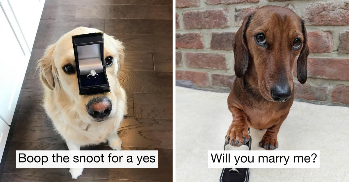 11 Adorable Dog Proposals You Can’t Say No To