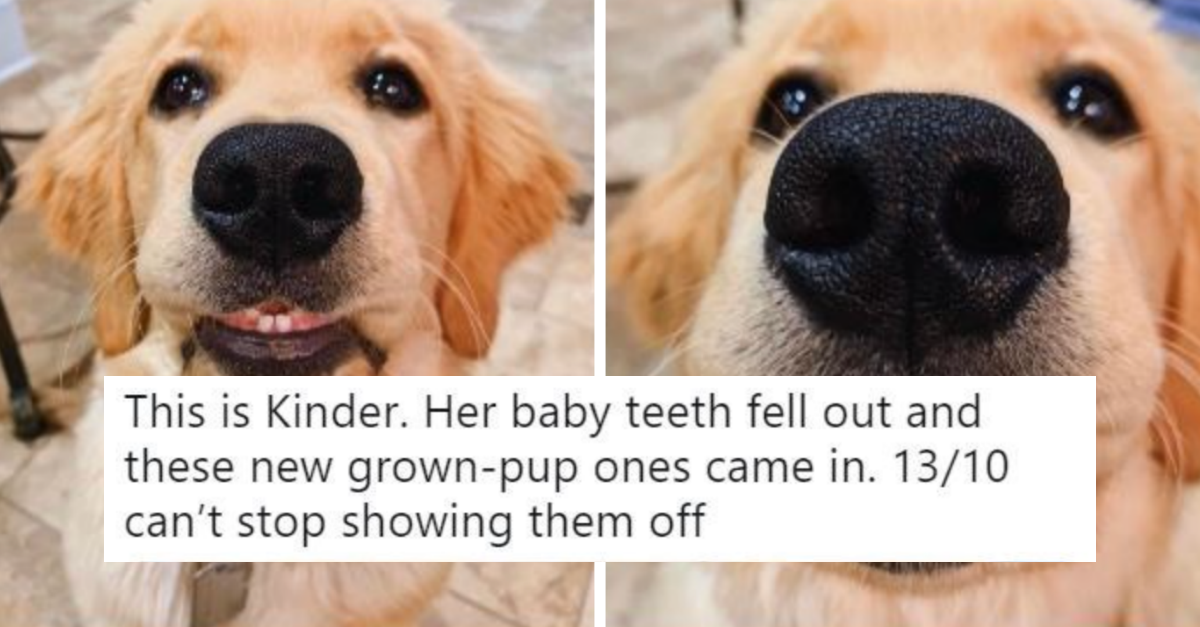 Wholesome Dog Tweets By ‘We Rate Dogs’ That Will Make Everything Better