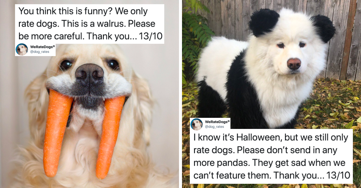 These People Tried To Send Dogs To “We Rate Dogs” But Failed - grandgoldman.com