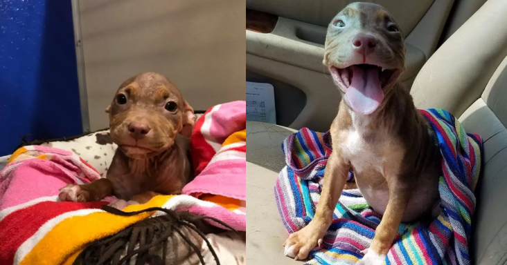 Rescue Puppy Can’t Hide Happiness As She Finally Gets A Second Chance At Life - grandgoldman.com