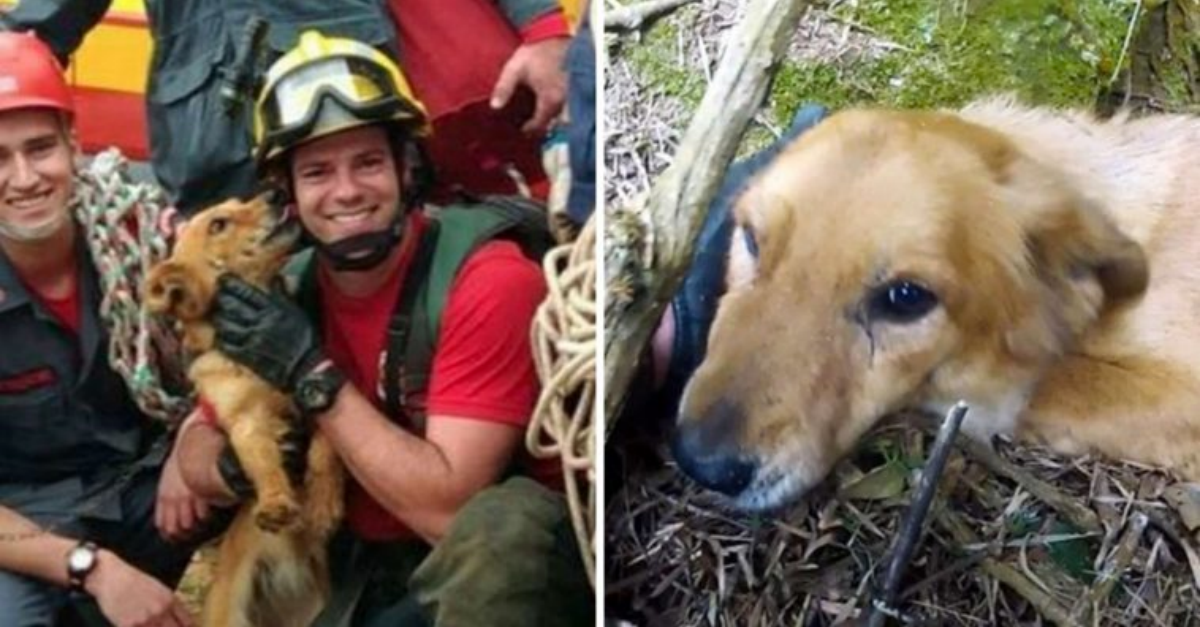 Firefighters Save A Dog Who Has Been Stranded On The Side Of A Cliff And She Couldn’t Be More Thankful