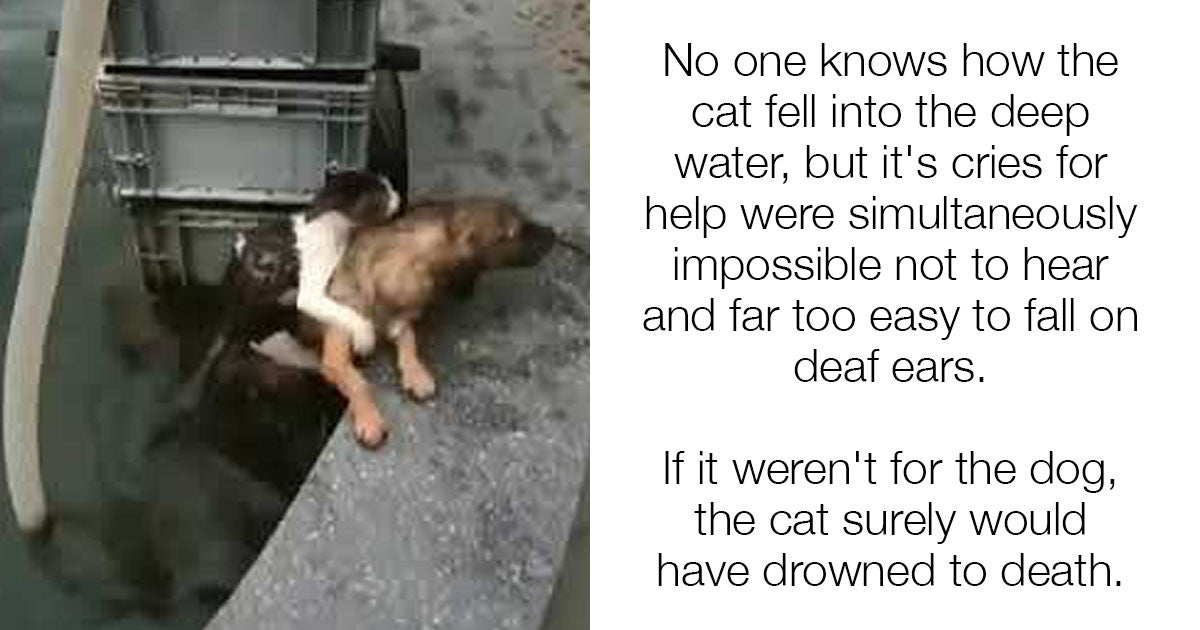 Heroic Dog Jumps In Water And Saves Drowning Cat - grandgoldman.com