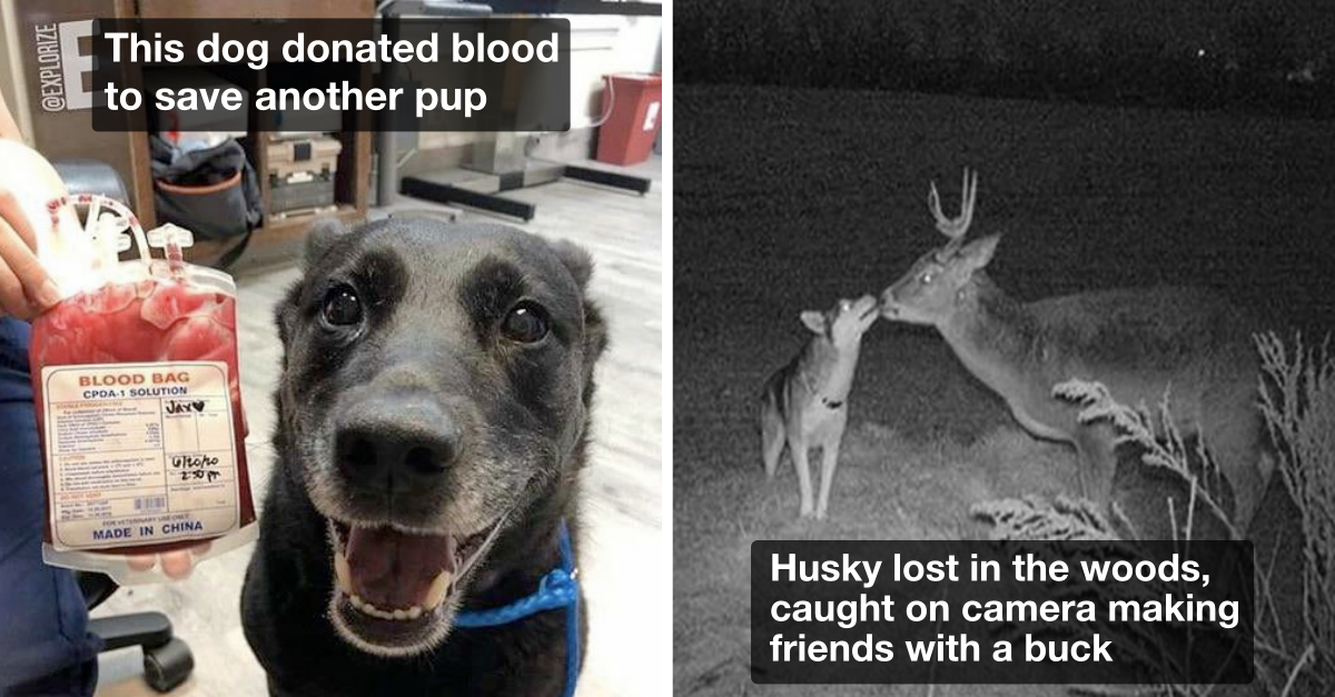25 Good Dogs Showing Affection And Winning Hearts - grandgoldman.com