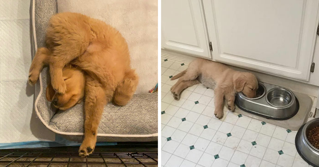 30 Times Dog Owners Spotted Their Dogs Sleeping In The Funniest Positions