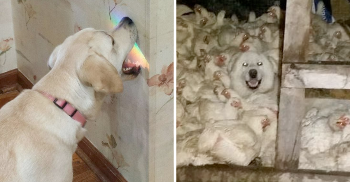 22 Hilarious Dog Pics That Are Best Remedy For Sadness