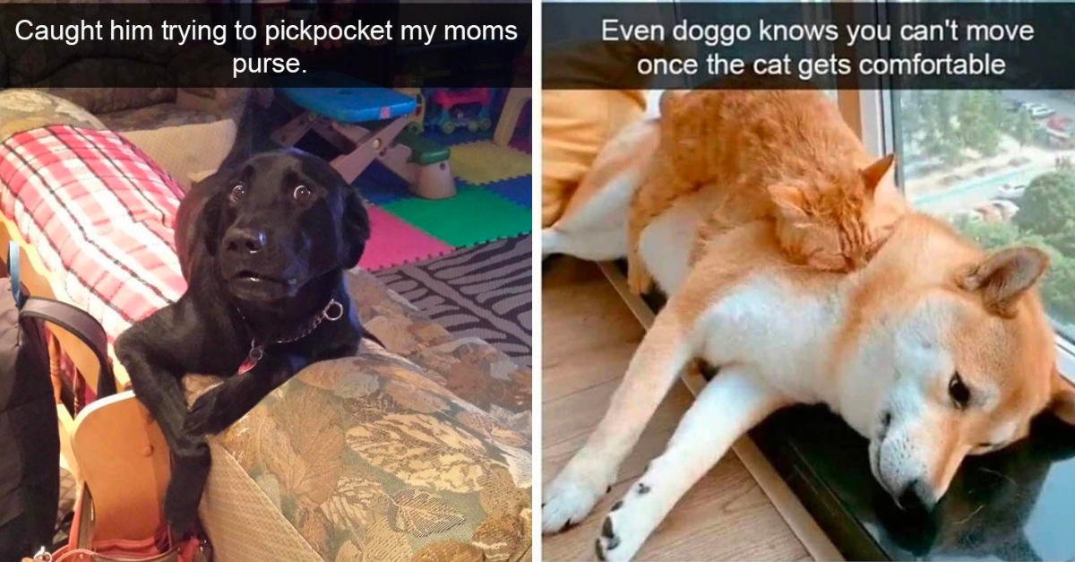 Dog Snapchats Showing How Life With Dogs Is A Hysterical Adventure - grandgoldman.com