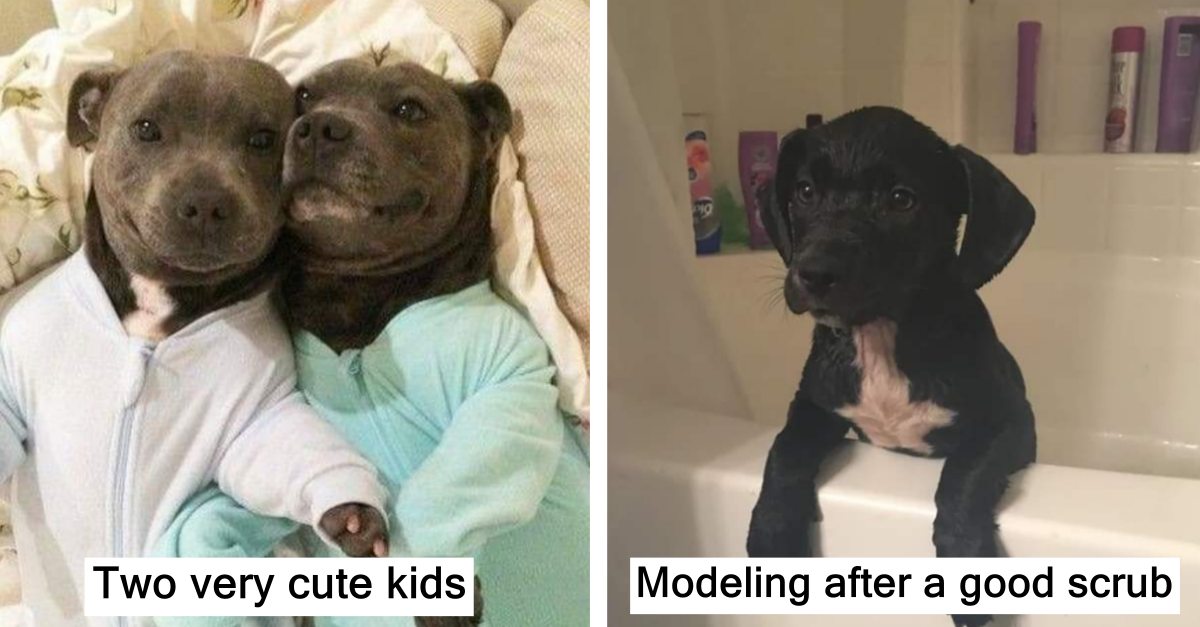 27 Dog Snaps Of Good Fur Boys And Girls That Will Win Your Heart - grandgoldman.com