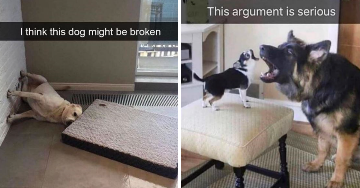Hilarious Snapchats Proving Life With Dogs Is Never Boring