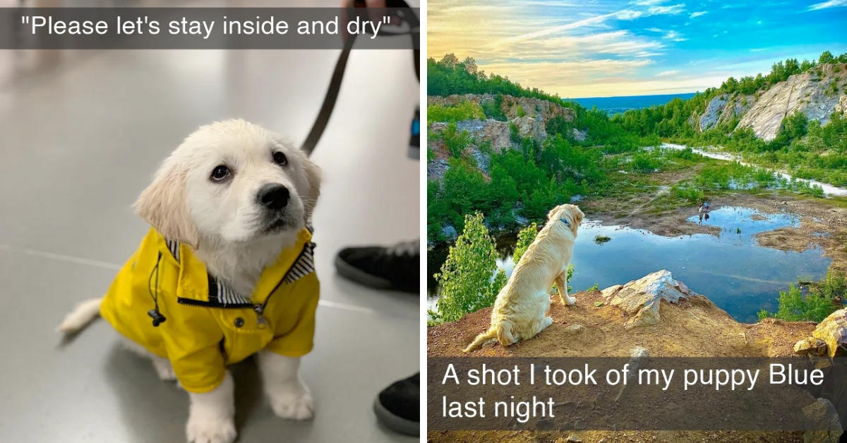 Dog Snaps Medley: Life Of Dogs Shown In Hilarious Snapchats