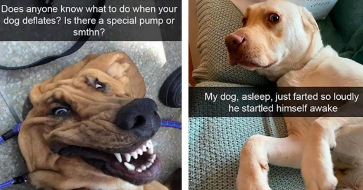 30 Dog Snapchats To Give You Your Daily Dose Of Doggo Cuteness