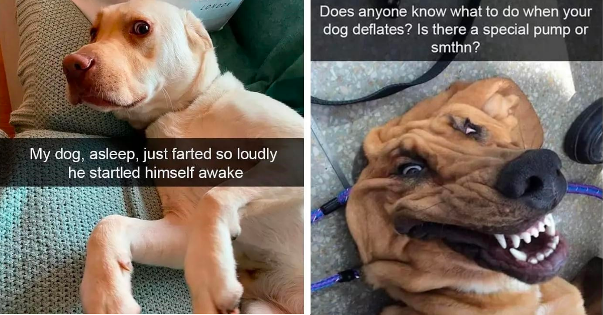 36 Pawsome Dog Snaps To Give Your Serotonin Levels A Healthy Boost