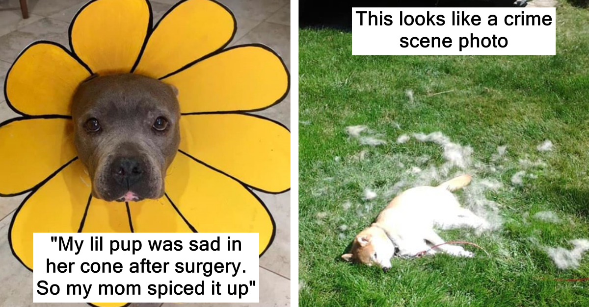 25 Dog Snaps That Will Fill You Up With Joy