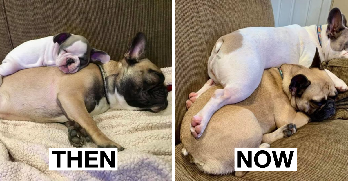 This Dog Decided To Ignore How Tall She Has Grown, Still Sleeps On Her Sister’s Back - grandgoldman.com