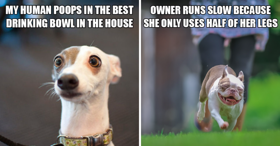 12 Dog Thoughts Your Dog Ponders When They’re Alone