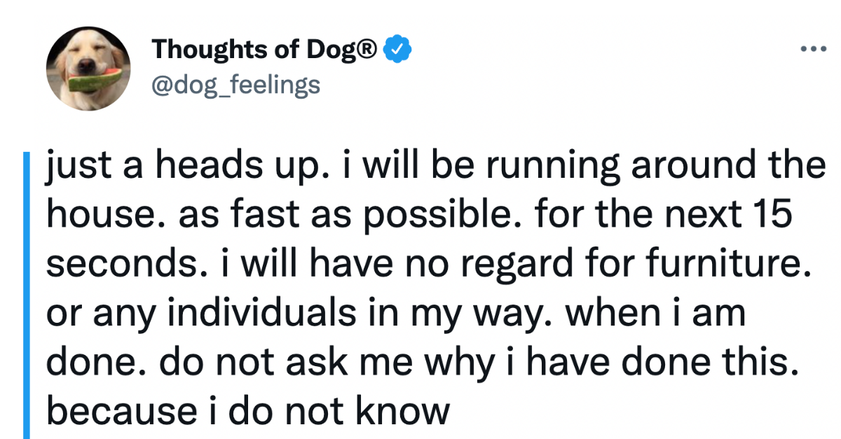 14 Dog Tweets That Shows What Goes Through A Dog’s Mind - grandgoldman.com