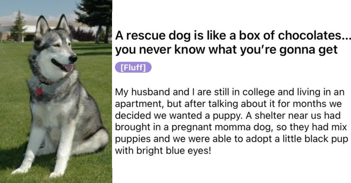 People Shared Cute Stories Of Their Rescued Dogs That Turned Out Different Breed Than They Adopted - grandgoldman.com