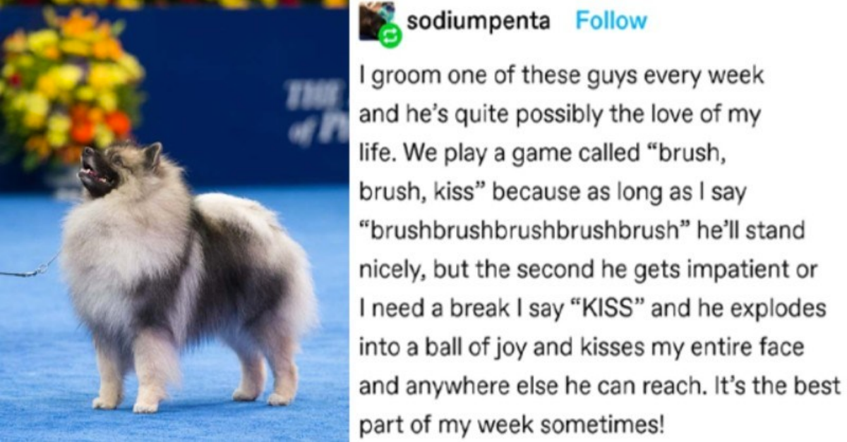 Take Your Daily Dose Of Doggo Pawdorableness With Cute And Hilarious Dog Tweets - grandgoldman.com