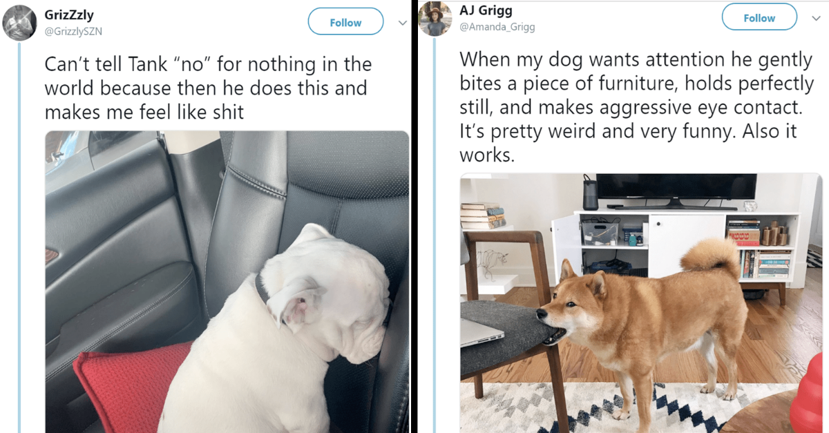 Wholesome Dog Tweets That Made 2020 A Little Better - grandgoldman.com