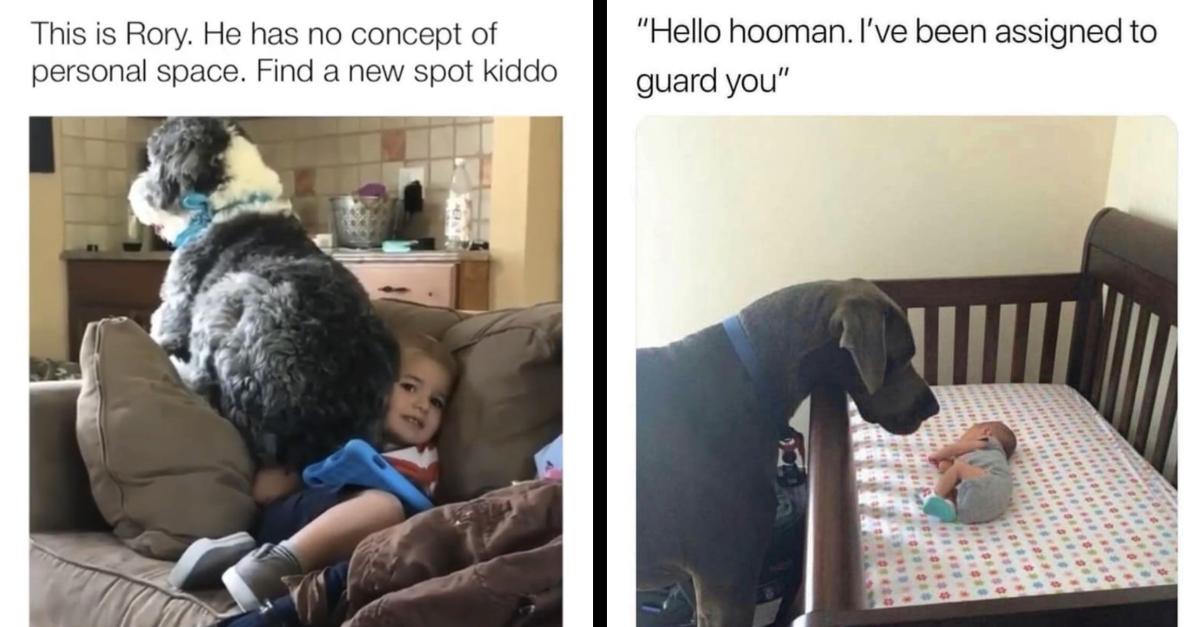 40 Hilarious Dog Memes That Perfectly Depicts Life With Dogs