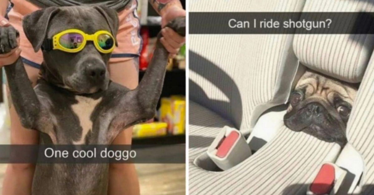 Doggo Snaps That Show How Dogs Fill Life With Good Vibes - grandgoldman.com