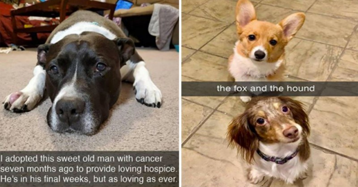 Heartwarming And Uplifting Doggo Snaps To Give Your Daily Dose Of Cuteness - grandgoldman.com