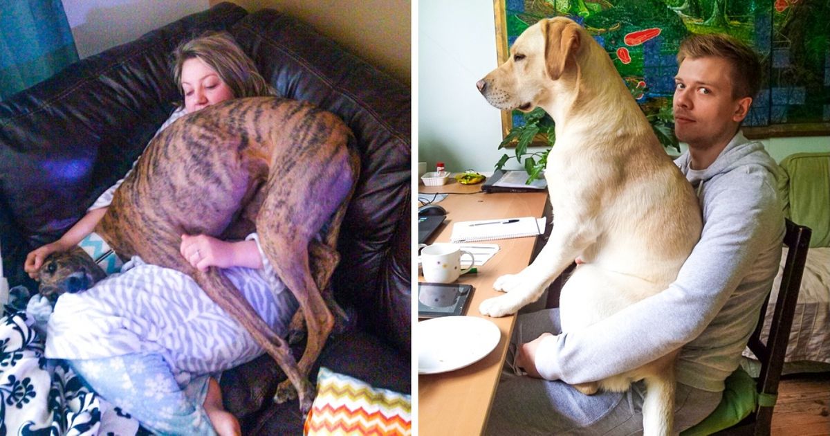 21 Dogs Who Have No Clue About Personal Space