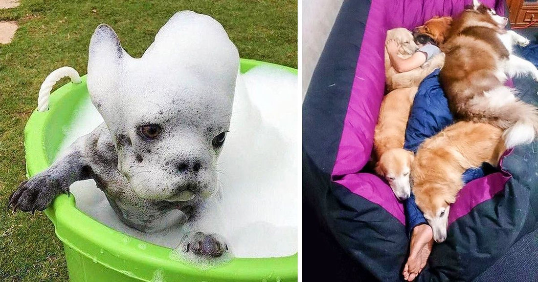22 Photos That Are Solid Proof That Dogs Are Human’s Best Friends