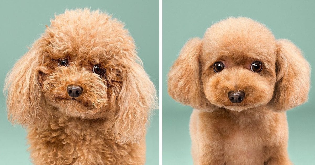 25 Awesome Dog Transformations Before And After Their Haircuts