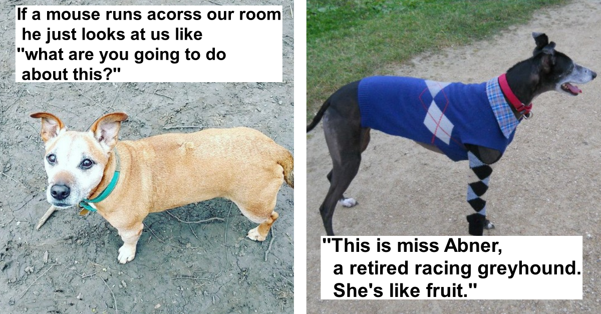 50 Absolutely Funny Stories Of Dogs Failing At Their Jobs And We Can’t Blame Them - grandgoldman.com