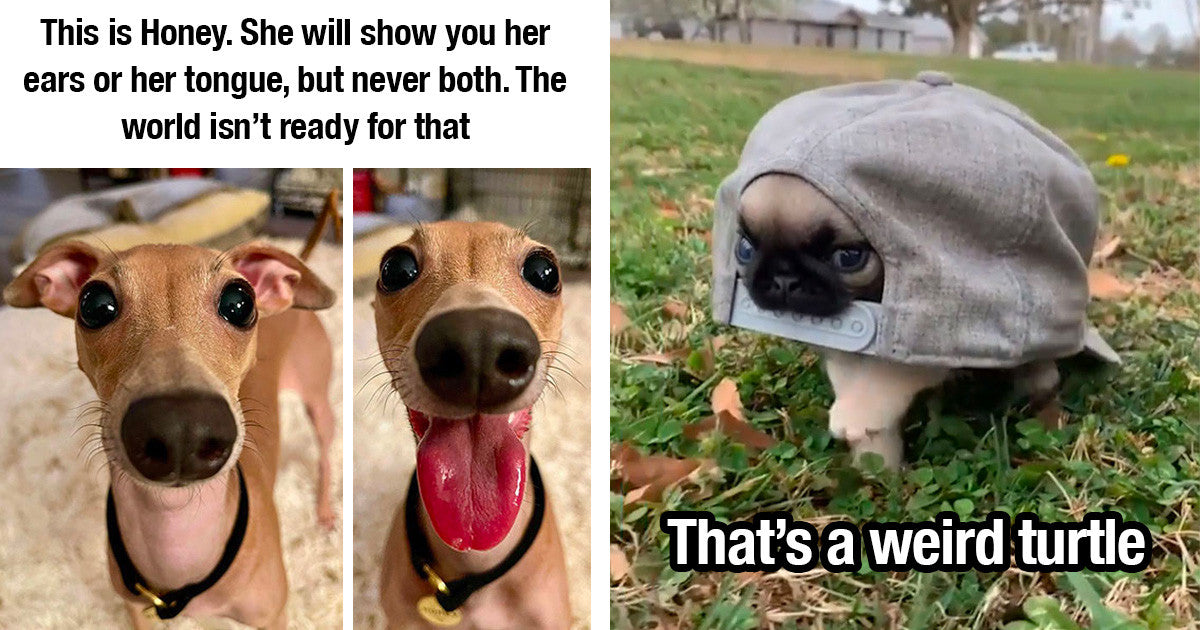 Dog Owners Shared Hilarious Photos Of Their Dogs Being Complete Weirdos - grandgoldman.com