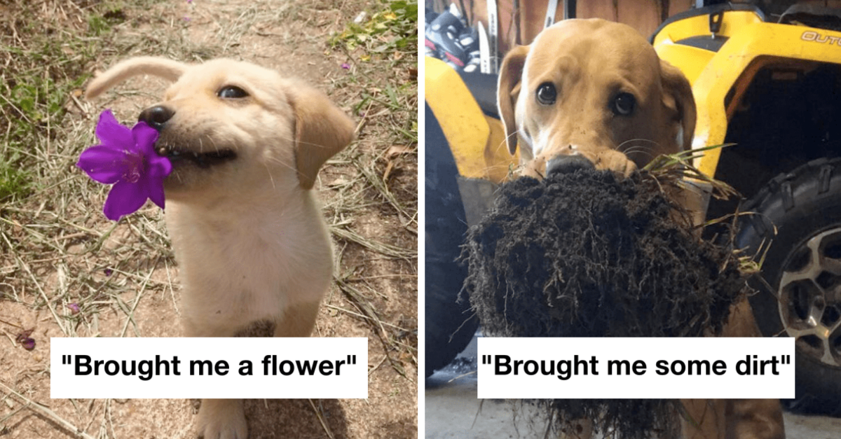 40 Wholesome Dogs That Brought Their Owners The Best Presents Ever
