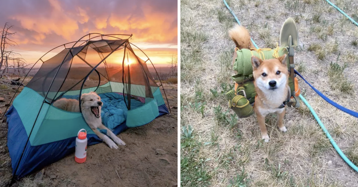 23 Photos Of Dogs Who Are Excited To Go Camping - grandgoldman.com