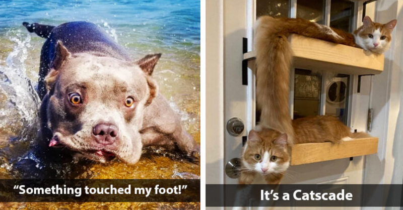 17 Times Pet Owners Caught Their Dogs And Cats Doing Hilariously Awkward Things