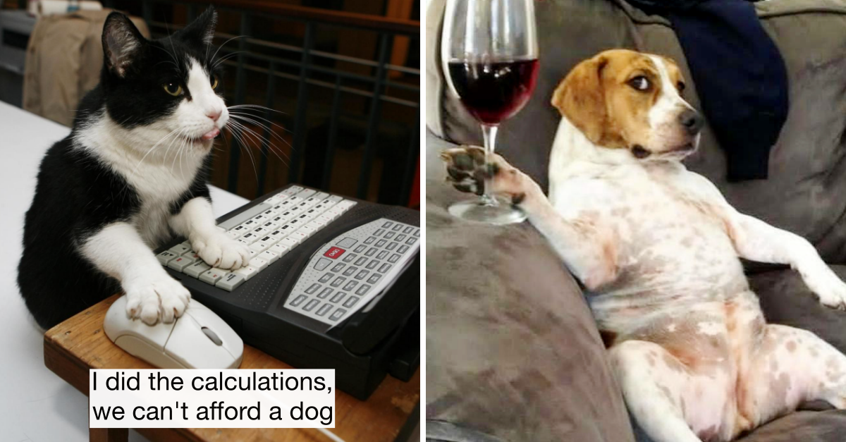 23 Animals Acting Just Like Humans Will Make Your Entire Day.