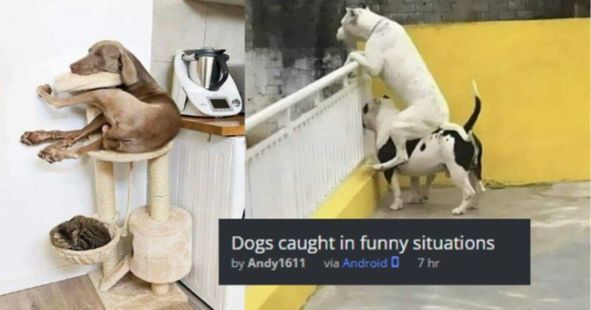 25 Dogs That Got Caught In Hilarious Situations - grandgoldman.com