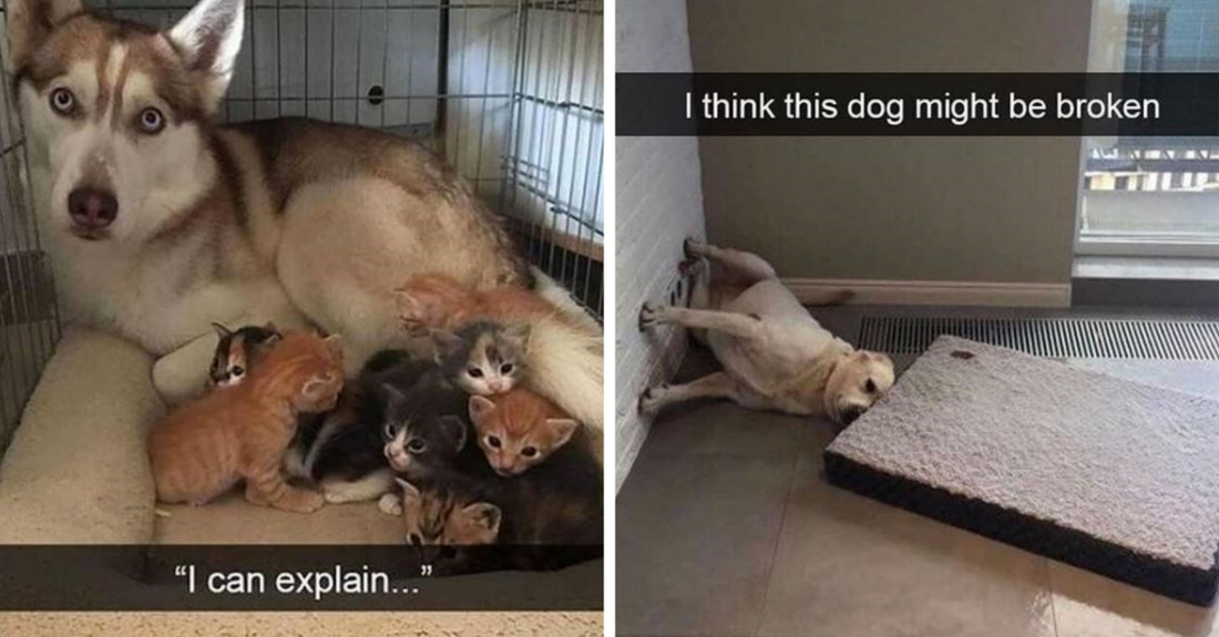 Funniest Snapchats Proving Life With Dogs Is Nothing Less Than A Comedy Show