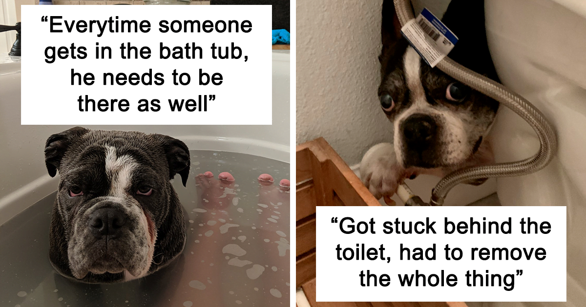 40 Stories About Adorable Dogs Doing Dumb Things