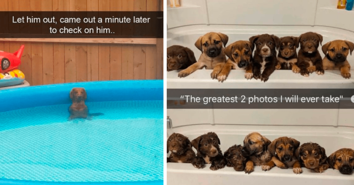 12 Dogs That Are Constantly Entertaining Their Owners With Their Acts