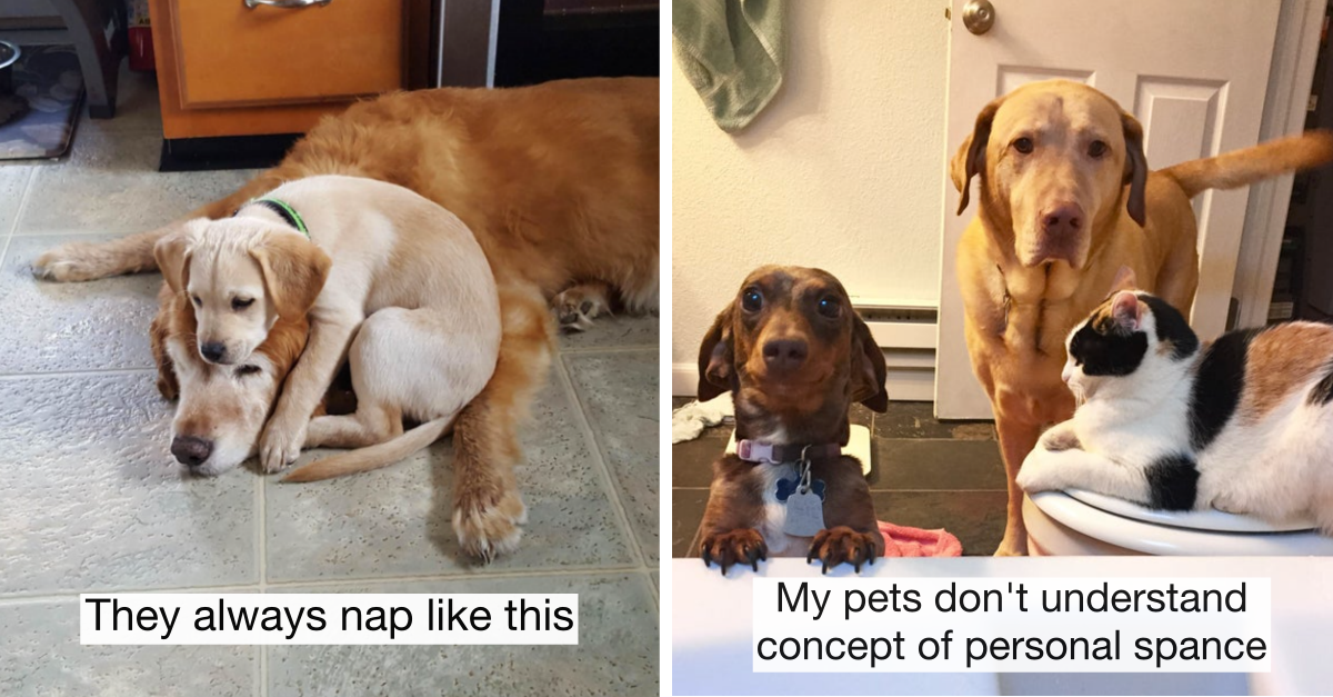 40 Dogs That Are Making Sure Their Owners Life Is Full Of Fun - grandgoldman.com