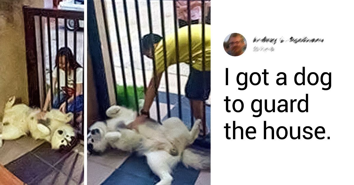 30 Dogs Who Tried To Be Good Boys But Failed Hysterically