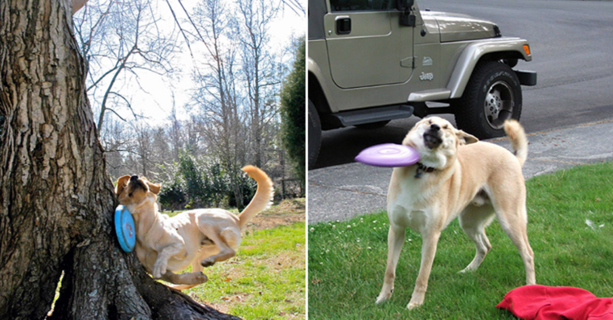 16 Hilarious Pics Of Dogs Failing To Catch A Frisbee Will Leave You In Splits