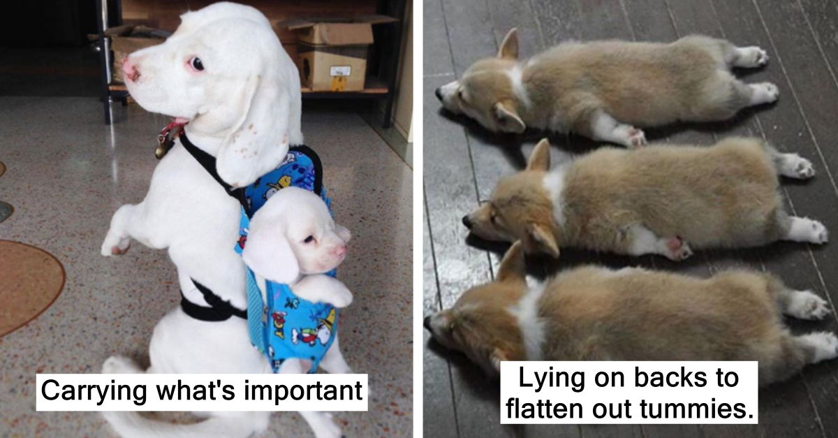 20 Dogs That You Will Make You Fall In Love With Them