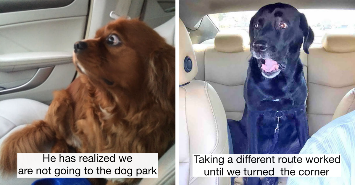40 Dogs Who Realized They’re Going To Vet Not Dog Park & Their Reaction Says It All - grandgoldman.com