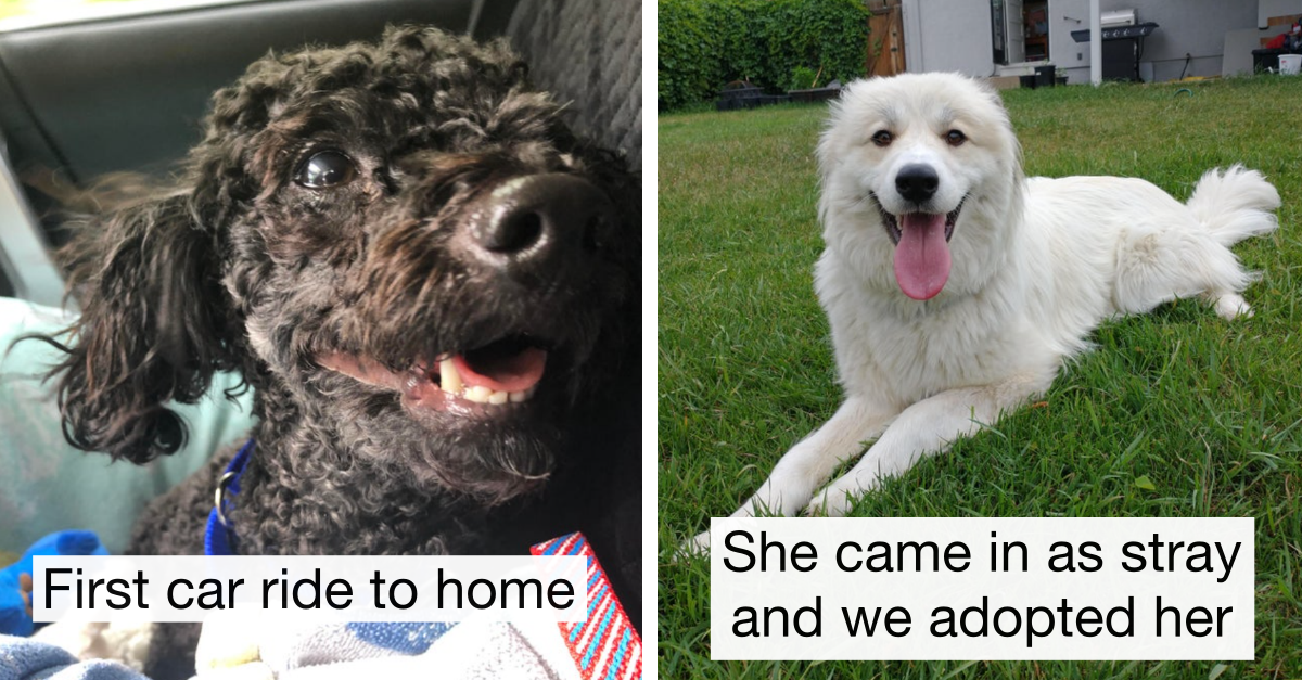 30 Rescue Dogs Who Found Their Forever Homes And Can’t Hold Their Happiness
