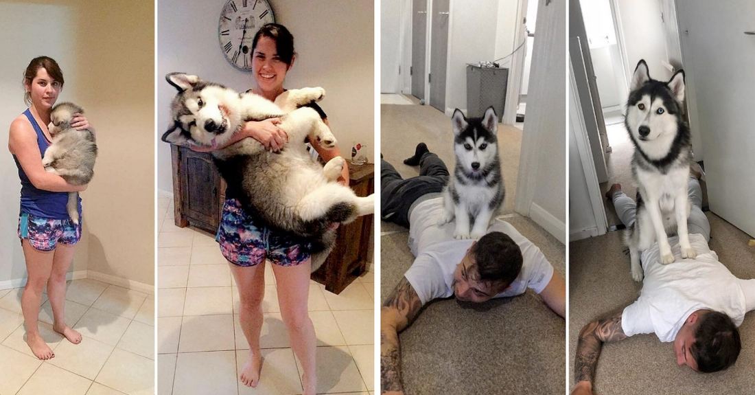 20 Wholesome Pictures Of Dogs Growing Up