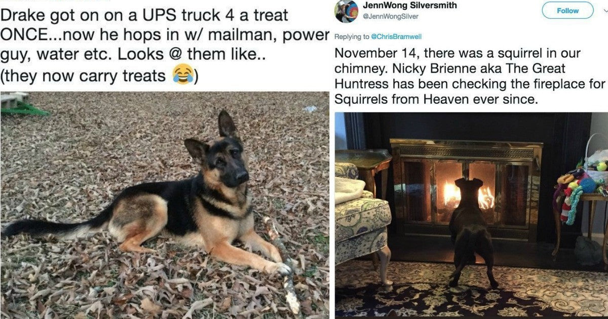 Dogs Proving How Dog Memory Actually Is Amazing