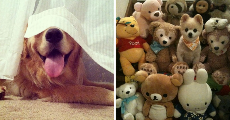 19 Dogs “Hiding” In Awkward Places Where You Can’t See Them