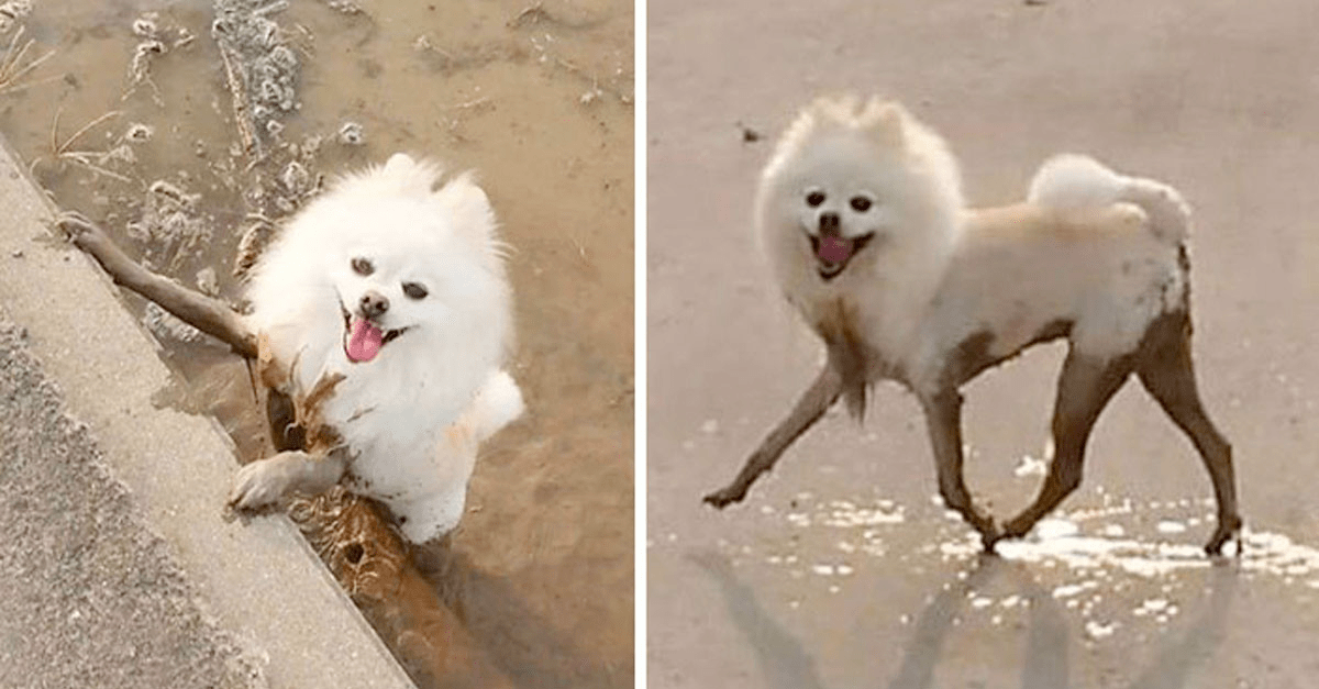 30 Idiot Dogs Who Decided To Play In The Mud And Happily Ruined Their Fur - grandgoldman.com